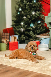 LPC X Tiffany Houghton Christmas Plaid Dog Scarf