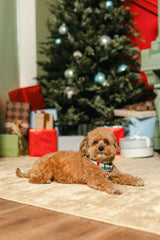 LPC X Tiffany Houghton Christmas Plaid Dog Scarf